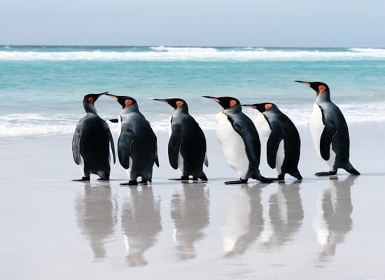 While traveling to Falkland Islands, please keep in mind some routine vaccines such as Hepatitis A, Hepatitis B, etc.
